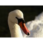 portrait of a swan