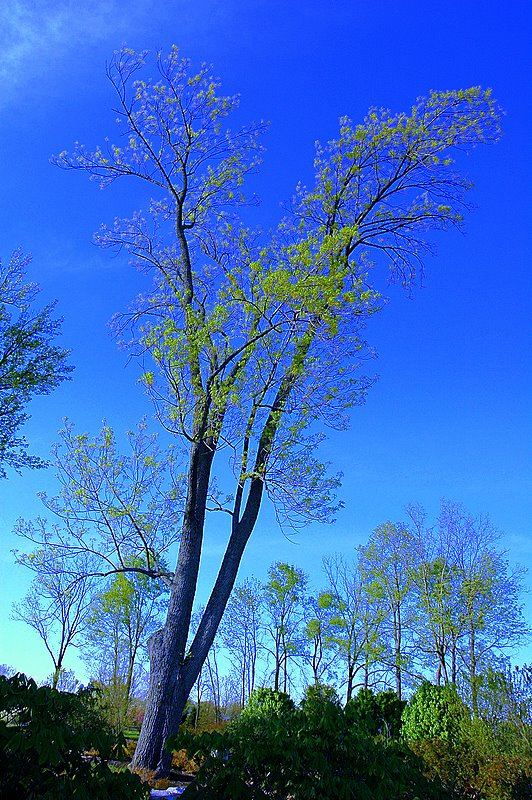 portrait of a tree...