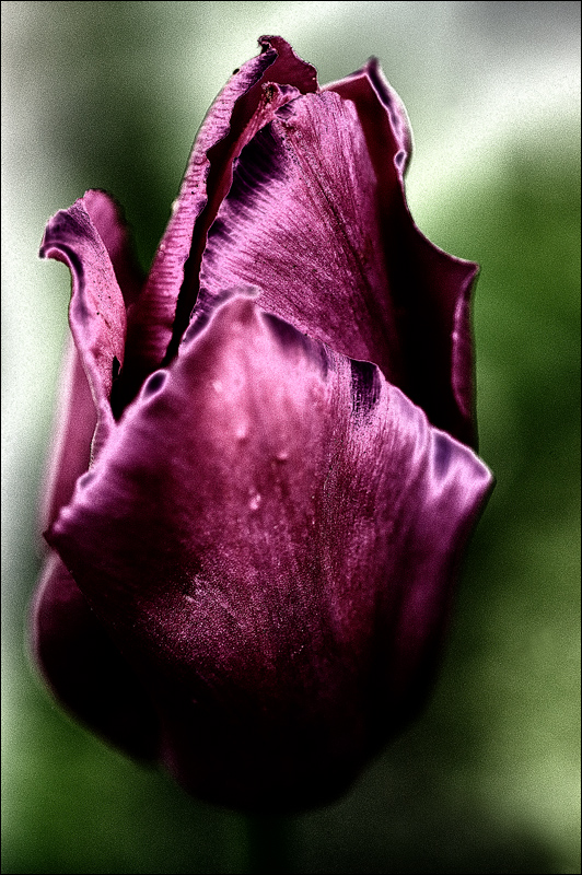 [portrait of a tulip]