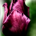 [portrait of a tulip]