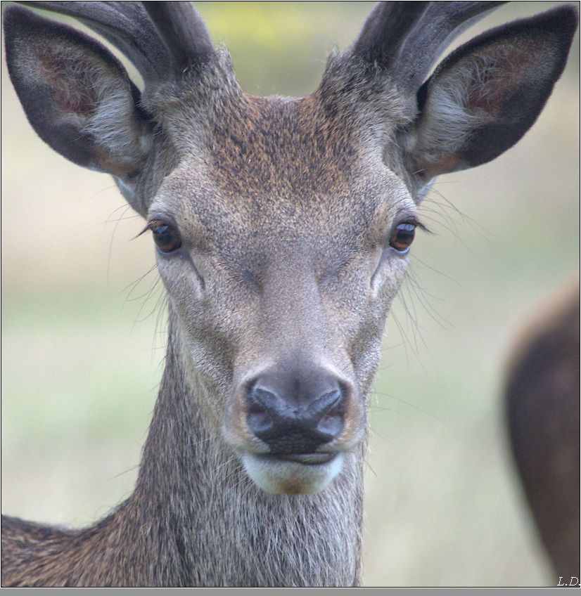 Portrait of a young deer