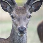 Portrait of a young deer