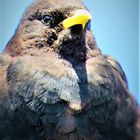 Portrait of an Alpine Chough ()