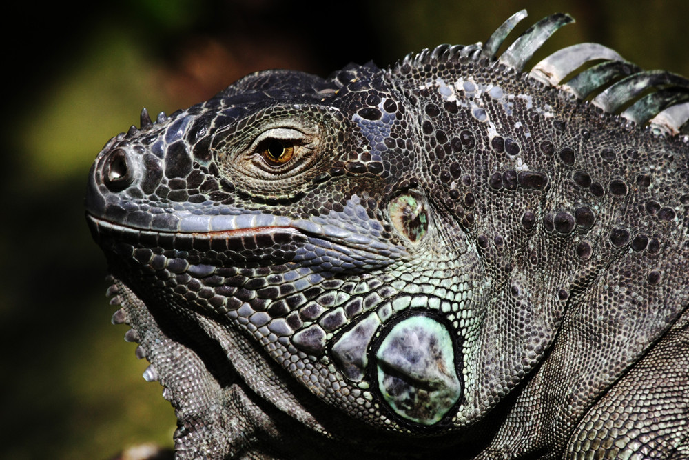 Portrait of an iguana