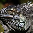 Portrait of an iguana