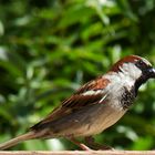 Portrait of an ordinary sparrow