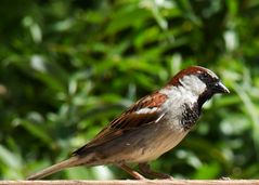 Portrait of an ordinary sparrow