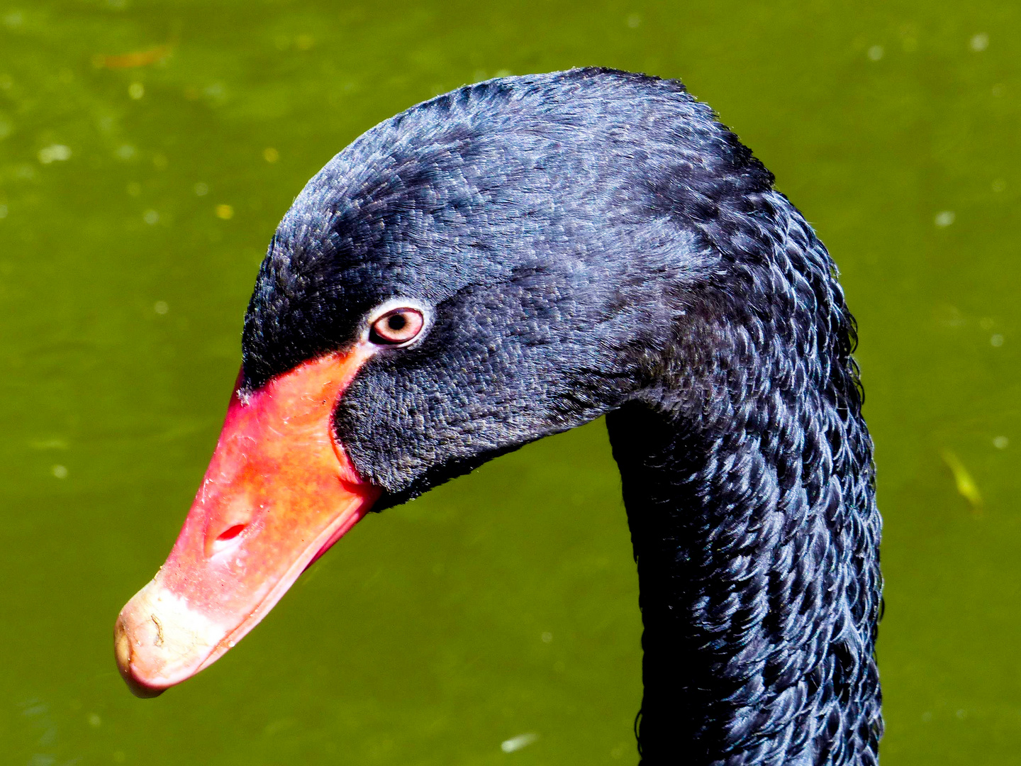 portrait of black swan