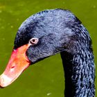 portrait of black swan