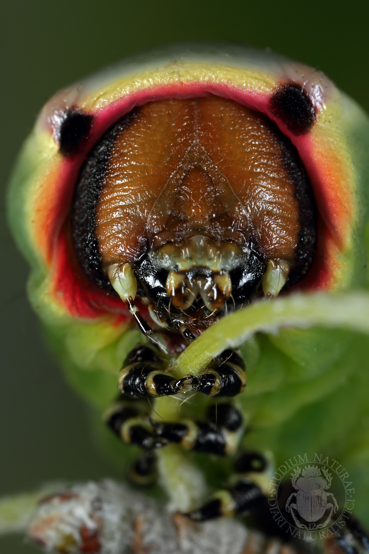 Portrait of Cerura vinula