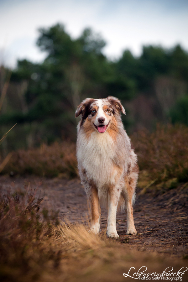 Portrait of Cooper