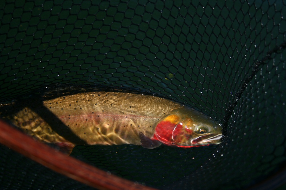 Portrait of Cutthroat Trout