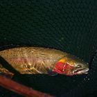 Portrait of Cutthroat Trout