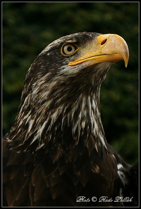 Portrait of Eagle