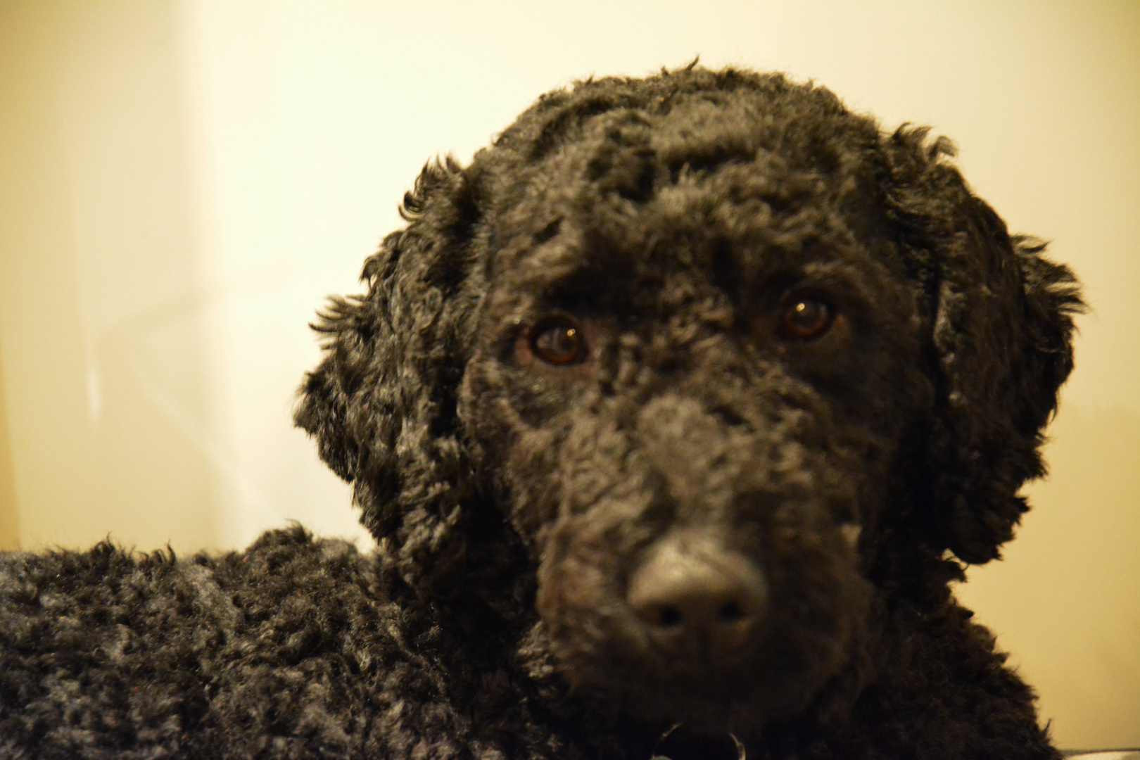 Portrait of Golden doodle