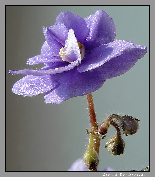 Portrait of home violet