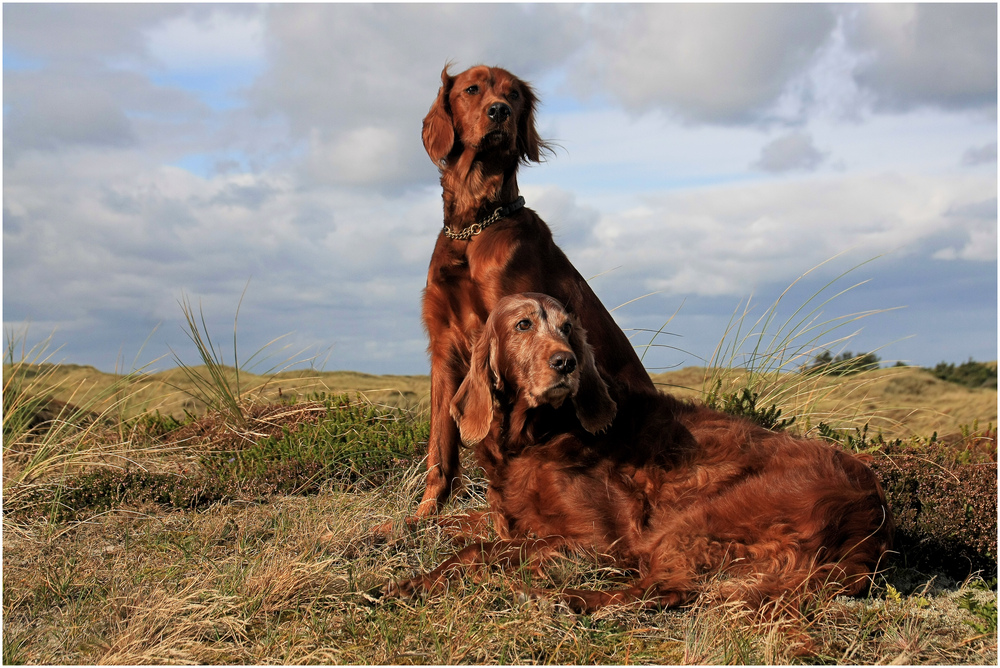 Portrait of my Irish Setters