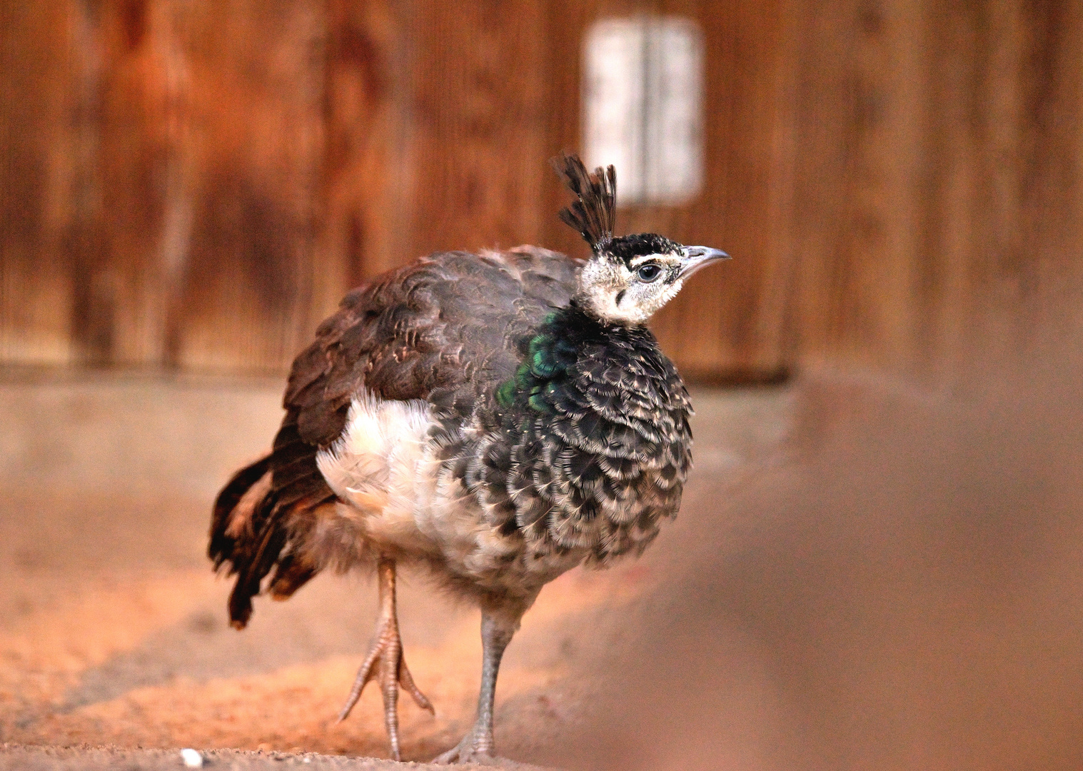 Portrait of Peacock