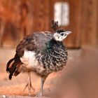 Portrait of Peacock