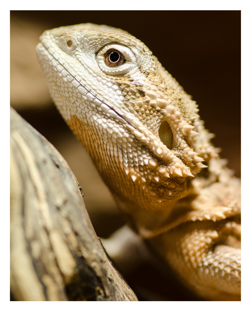 Portrait of | pogona henrylawsoni