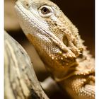 Portrait of | pogona henrylawsoni