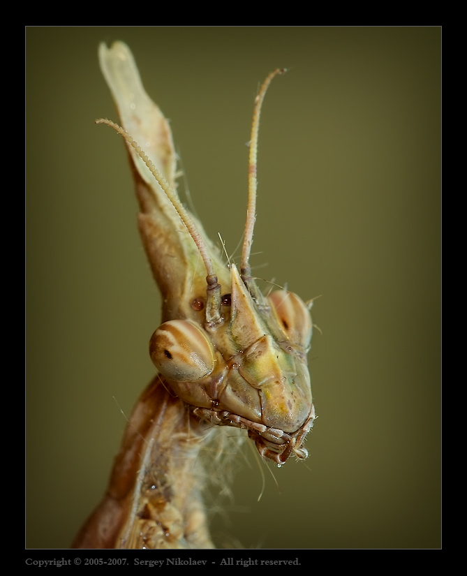 Portrait of queen