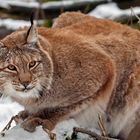 PORTRAIT OF SHOWCASING LYNX