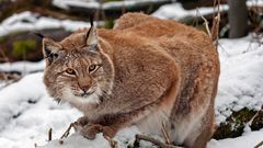 PORTRAIT OF SHOWCASING LYNX