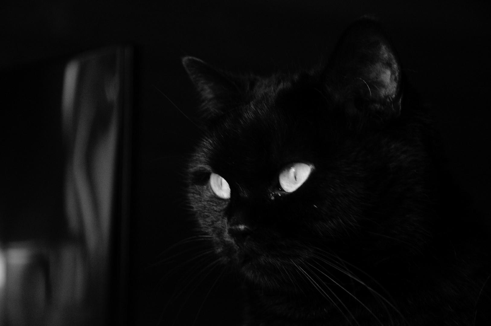 Portrait of the Artist as a Black Cat