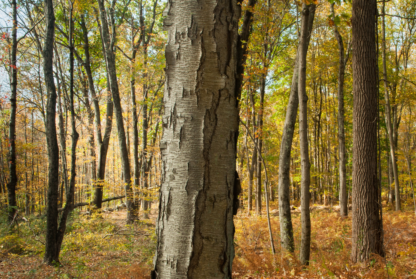 Portrait of Tree Tilting