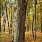 Portrait of Tree Tilting