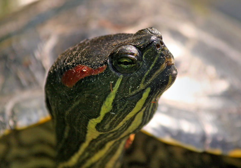 portrait of turtle