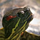 portrait of turtle