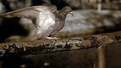 Portrait Of Urban Bird