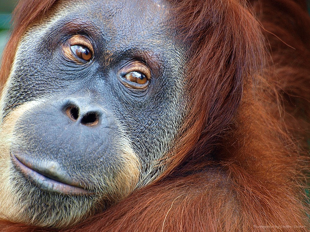 Portrait Orang Utan