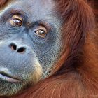 Portrait Orang Utan