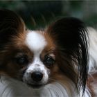 Portrait Papillon