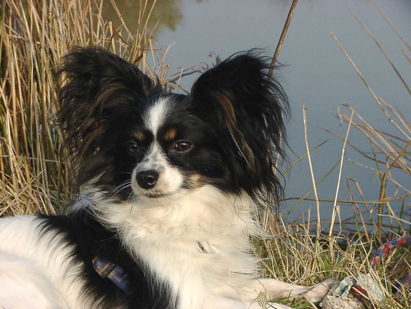 Portrait Papillon