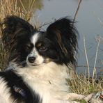 Portrait Papillon