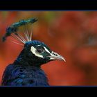 Portrait - Pavo cristatus