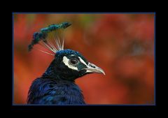 Portrait - Pavo cristatus