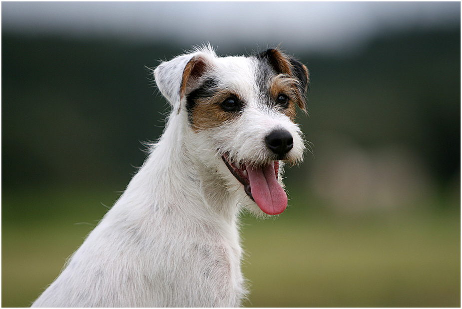 Portrait Person Russel Terrier