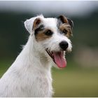 Portrait Person Russel Terrier