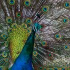 Portrait Pfau