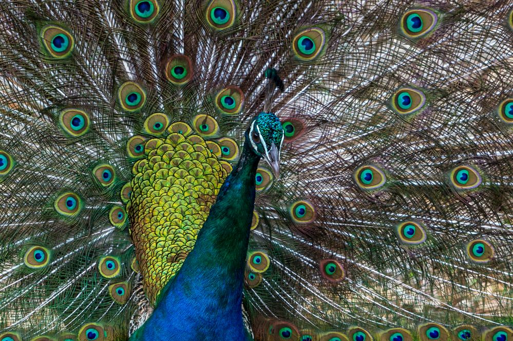 Portrait Pfau