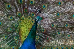 Portrait Pfau