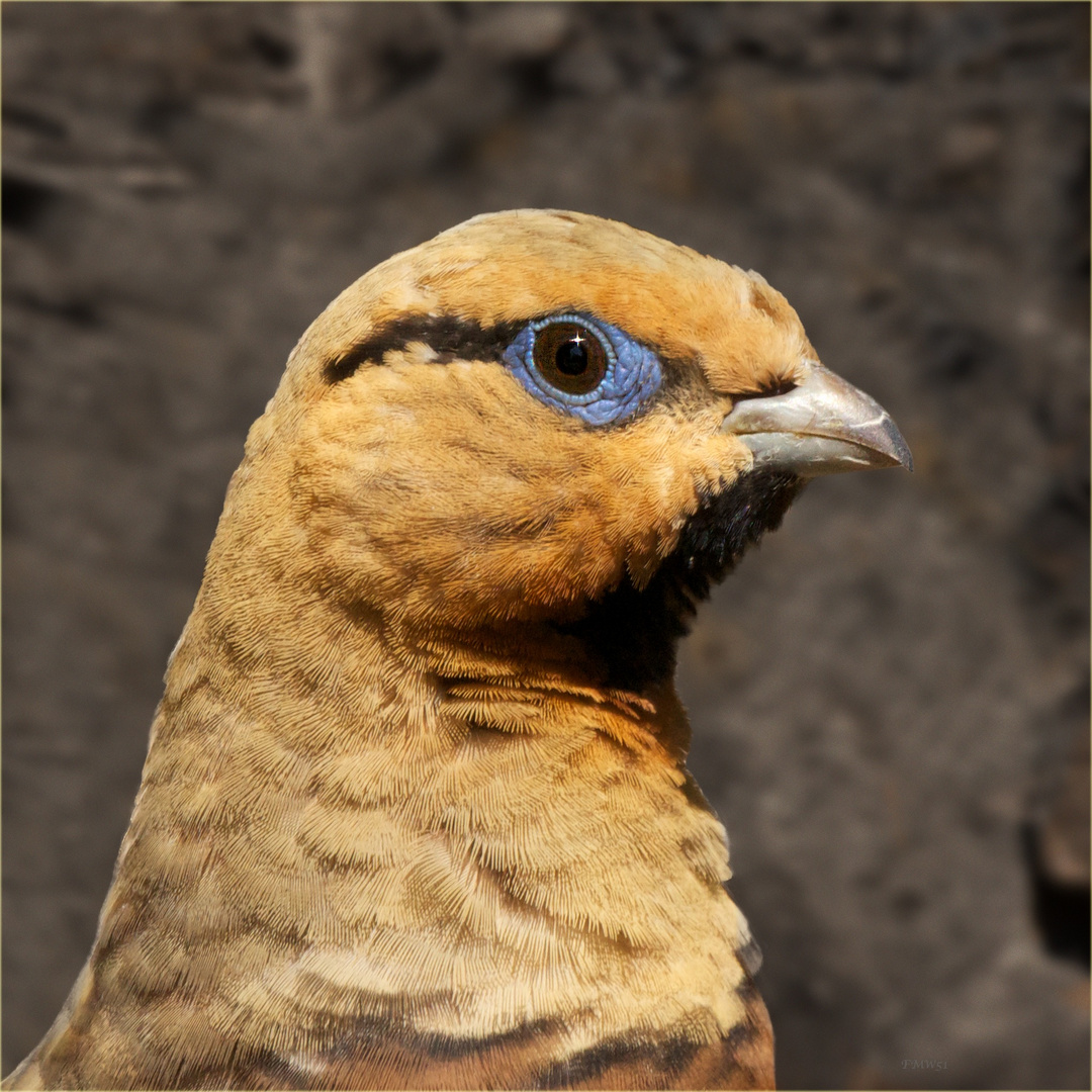 Portrait pin-tailed sandgrouse