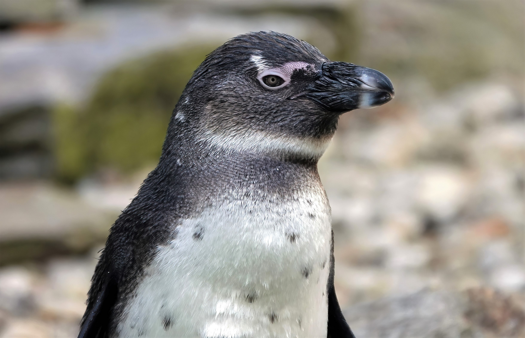 Portrait Pinguin Foto & Bild | tiere, zoo, wildpark & falknerei, vögel ...