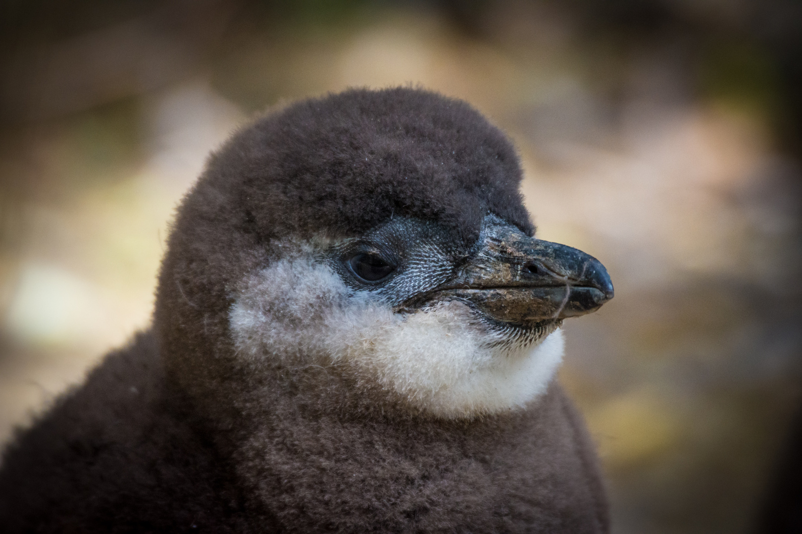 Portrait Pinguin Baby