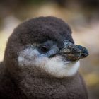 Portrait Pinguin Baby